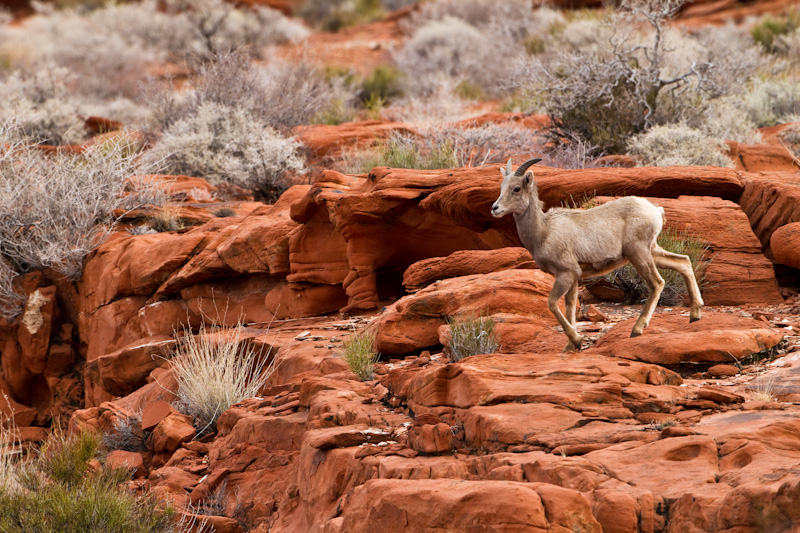 Bighorn On Slickrock